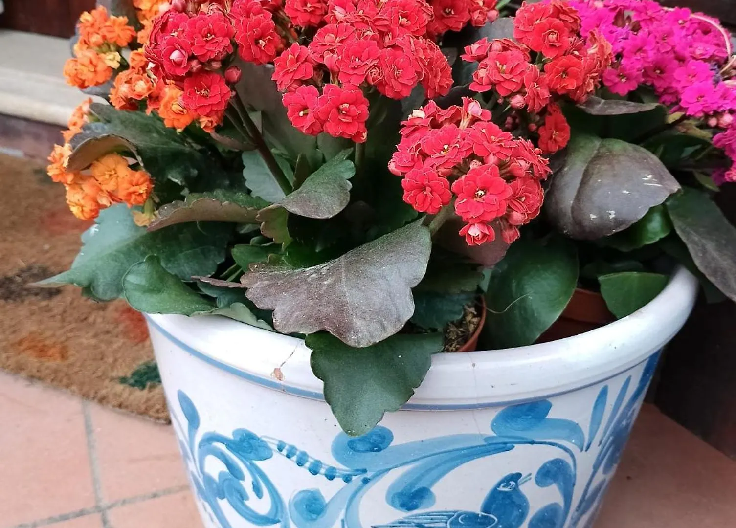 Villa Corallina 산비토로카포
